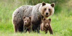 Fils d'ours