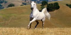 Das schönste Pferd