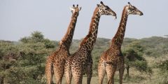 Name der männlichen Giraffe