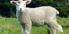 Имя детеныша овцы