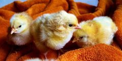 Raising chicks