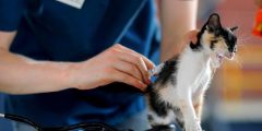 Vacunas para gatos
