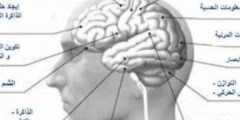 Brain atrophy and its causes