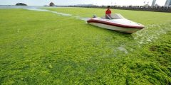 Польза зеленых водорослей
