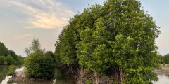 Vorteile von Mangrovenbäumen