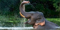 Сколько лет живет слон?