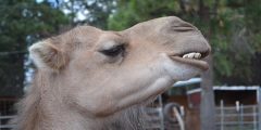 How many teeth does a camel have?