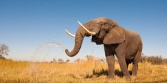 How much does an elephant weigh?