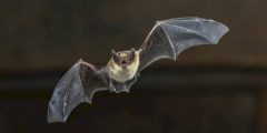 Cómo se reproducen los murciélagos