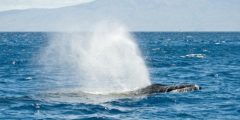 Why does a whale produce a water fountain?