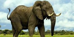 Как называется звук слона?