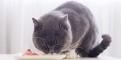 ¿Qué es la comida para gatos?