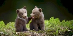 What is a baby bear?