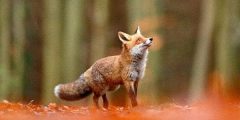 What are the characteristics of a fox?