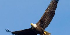 What are the benefits of the eagle?