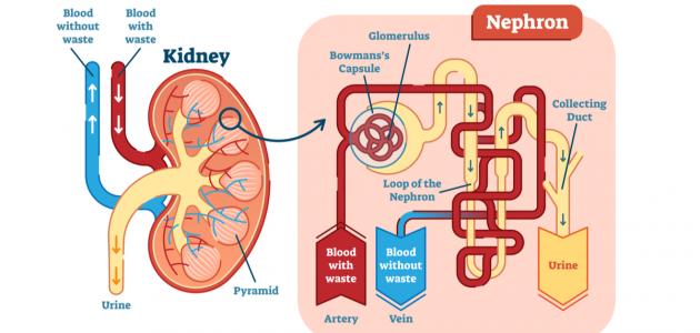 What is the function of the kidneys?