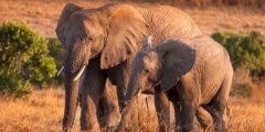 Informationen zum Elefanten