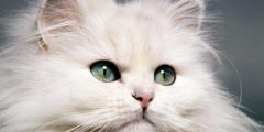 Spécifications des chats persans