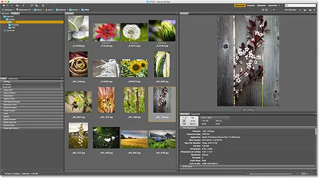 The Content panel again displays all the images in the folder. Image © 2015 Photoshop Essentials.com