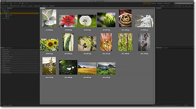 Content panel in Adobe Bridge. Image © 2015 Photoshop Essentials.com