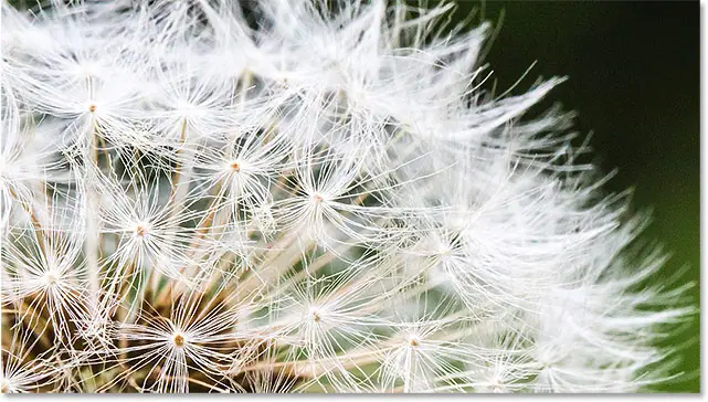 Examine the image in 100 percent display mode. Image © 2015 Photoshop Essentials.com