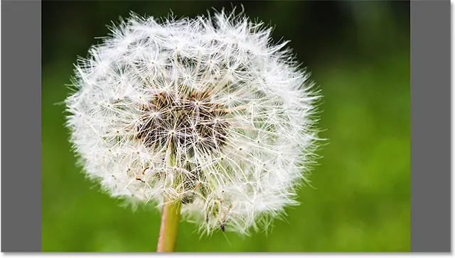 Preview the image full screen in Adobe Bridge. Image © 2015 Photoshop Essentials.com