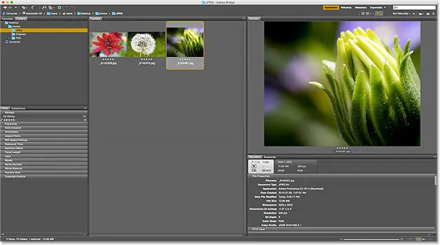 Only images rated with five stars remain in the content panel. Image © 2015 Photoshop Essentials.com