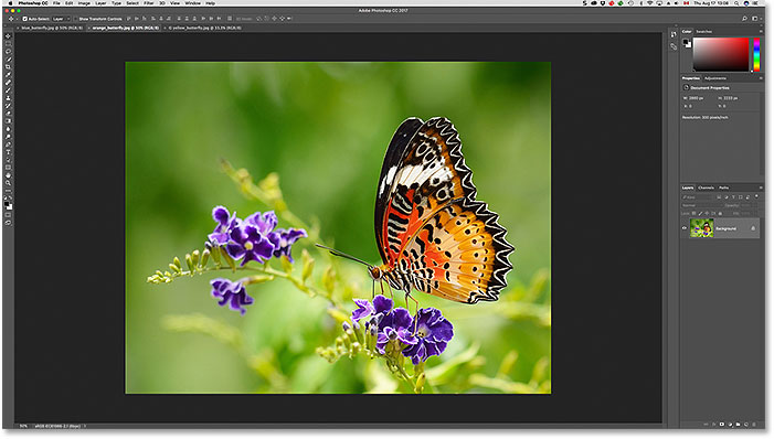 A second image appears open after you click on its tab. Image licensed from Adobe Stock.