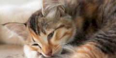 علاج إسهال القطط بالزبادي