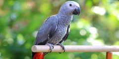 Types of talking parrot