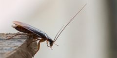 Tipos de insectos dañinos