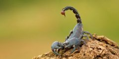 Types de scorpions