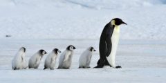 Where do penguins live?
