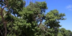 Manchineel-Baum