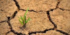 The phenomenon of desertification