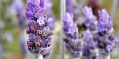 Benefits of lavender plant