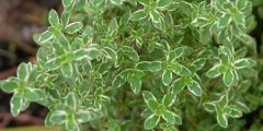Benefits of thyme plant