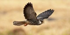 What is a female falcon called?