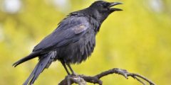 What is the sound of the crow called?