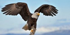¿Qué es un águila pescadora?