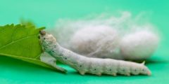 Información sobre los gusanos de seda