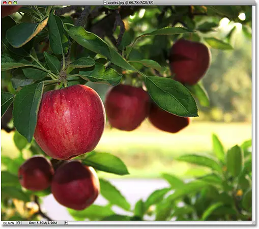 Photo de pommes. Image sous licence iStockphoto par Photoshop Essentials.com