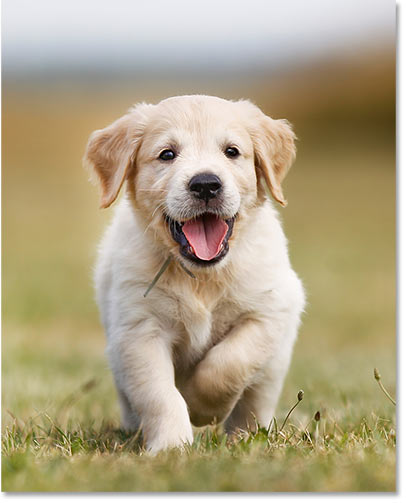 La imagen después de ser recortada a la nueva relación de aspecto en Photoshop