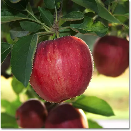 يظهر مخطط التحديد حول التفاحة. 