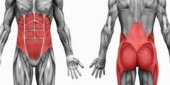كيف تتكون العضلات