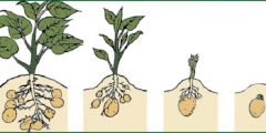 مراحل النمو عند النبات