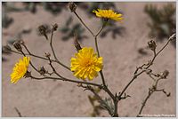 نبتة العرفج، الزهرة الوطنية للكويت.